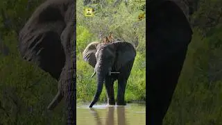 Elephant & meerkat, please like & comment 