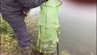 Пять Хвостов в зачете