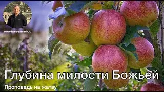 Глубина милости Божьей. Проповедь на Жатву