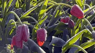 КАРАУЛ! ЗАМОРОЗКИ В МАЕ! 😟спасаю рассаду и кусты!
