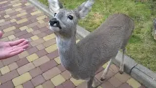 НЕОЖИДАННАЯ, но очень РАДОСТНАЯ ВСТРЕЧА!🥰Косули подошли к нам!🦌🦌ТАЙГАН❤️