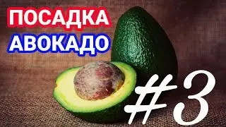 КАК ВЫРАСТИТЬ АВОКАДО [3 ЧАСТЬ]! ПОСАДКА АВОКАДО! EXO TOP