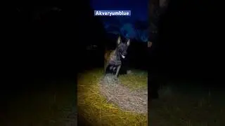 Gece karşınıza Malinois çıkarsa ne yaparsınız  #dog #shorts #malinois #doglover