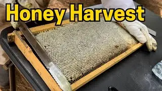 Time to Pull the honey!! How much can We get??