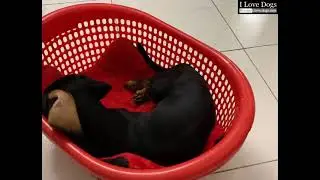 Dachshund Puppy Love Digging