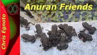 Froglets and Toadlets - Nature Now! cute baby animals