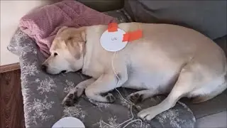 Лечим суставы VX Pet Magic