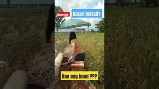 Batari indra01: Harvested #farming #agriculture #hybridrice