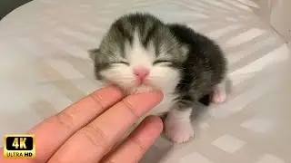 Cute kitten overload