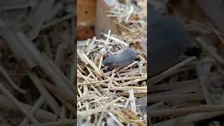 Маленькая крыса