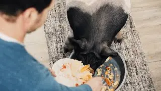 InSinkErator® Quiet Series Garbage Disposals - House Pig: There's an easier way to manage food waste