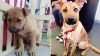 Животные до и после того, как их забрали из приюта