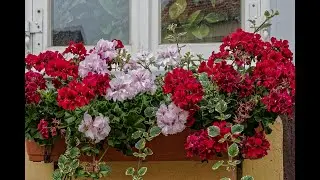 АМПЕЛЬНАЯ ГЕРАНЬ как размножить плющелистную пеларгонию.