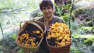 Cantharellus,Cibarius, Cinereus ,Tubaeformis,Cornucopioides Agosto 2017
