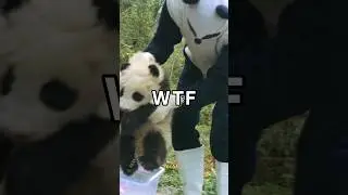 Rare Footage: Pandas Get Busy in the Wild! 🐼🌿 These Bears have a Really Small 🍆