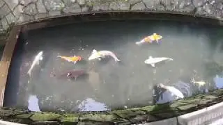GOT DAN SELOKAN DI JEPANG IKANNYA GEDE GEDE