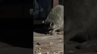Feeding time for the Racoon 🦝