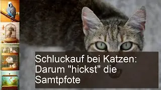 Katze: Schluckauf erkennen und behandeln