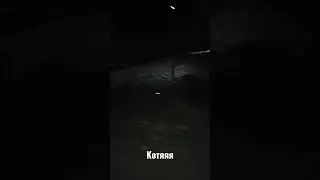 Котяяяя
