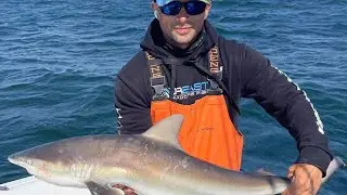 Shark trashes bonito fillet. Catching sharks. #fish ##outdoors #shorts #reels #shark #nature #ocean