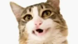 funny cat