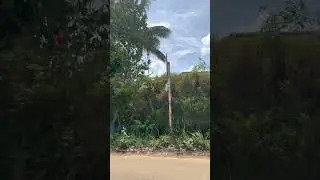 wayanad kerala jackfruit tree