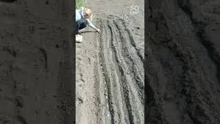 посадка лука простым способом.