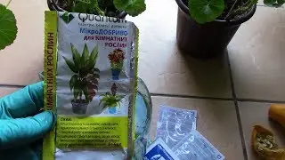Castor oil and magnesium for pelargonium as fertilizer. I conduct an experiment.
