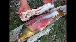 Carp Hunting with Bows and Arrows - Upper Missouri River, Montana