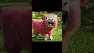 WHAT DID THEY DO TO THE SHEEP