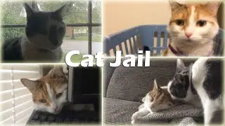 Cat Jail