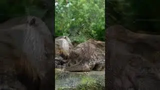 Giant River Otters: Nature's Fiercest Playful Predators!  