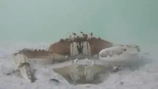 Crab protects its mate from the hand, then hides in the sand