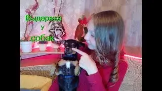 Выдержка собак/Контроль поведения/Лакомства и собака/Той- терьер Тайсон.
