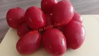 Сорт томата 