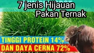 macam macam hijauan pakan ternak