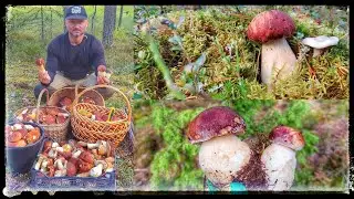 ОНИ НЕ ЗАКАНЧИВАЮТСЯ.Полные корзины боровиков.Жарим грибы в кляре!