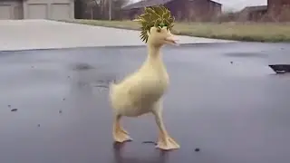 Kono DIO Duck !