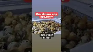 Перепела мясных пород//Купить перепелов//Инкубация перепелов под продажу