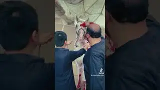 zuljanah 10 muharram | syed sajjad naqvi