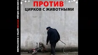 Звёзды против цирка с животными