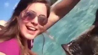 Kumpulan Video Hewan Lucu Terbaru 2019