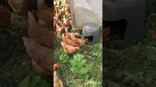 3 пастбищных курей психотипа