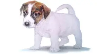 Как нарисовать щенка джек рассел терьера