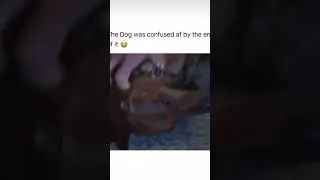 Dog trainer RAG DOLLS a small weenie 🌭
