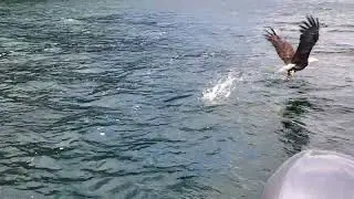 Bald Eagle Snatching a Fish
