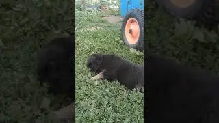 щенок немецкой овчарки