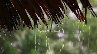 Sound of Rain | Welcome back to rainy season in Thailand.