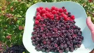 Что спеет в начале июля. Собираю урожай.
