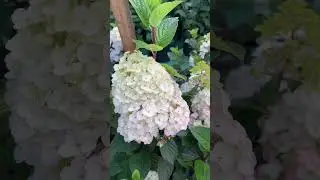 #самарскаялидия